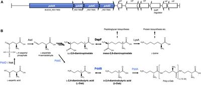 Molecular and Mechanistic Characterization of PddB, the First PLP-Independent 2,4-Diaminobutyric Acid Racemase Discovered in an Actinobacterial D-Amino Acid Homopolymer Biosynthesis